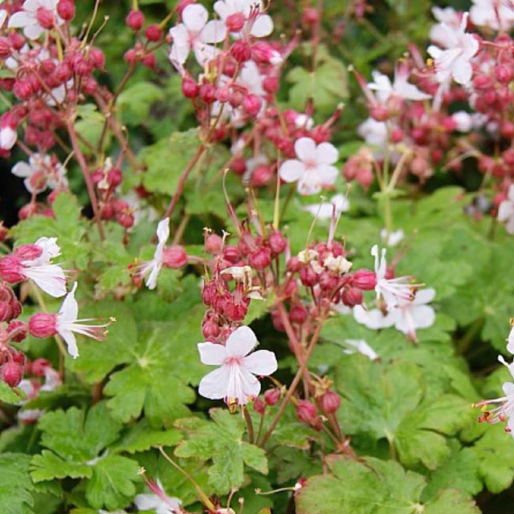 Storkenæb, GERANIUM macror. ´Spessart´ - 10 cm Potte