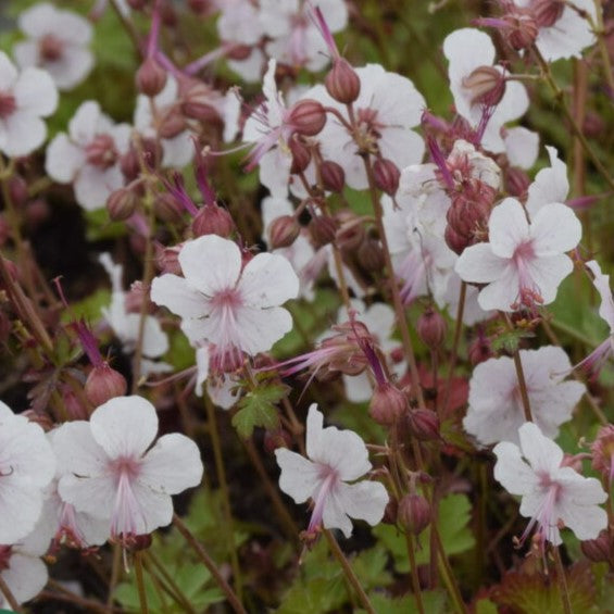 Storkenæb, GERANIUM cantab. Biokovo i 10 cm potte.