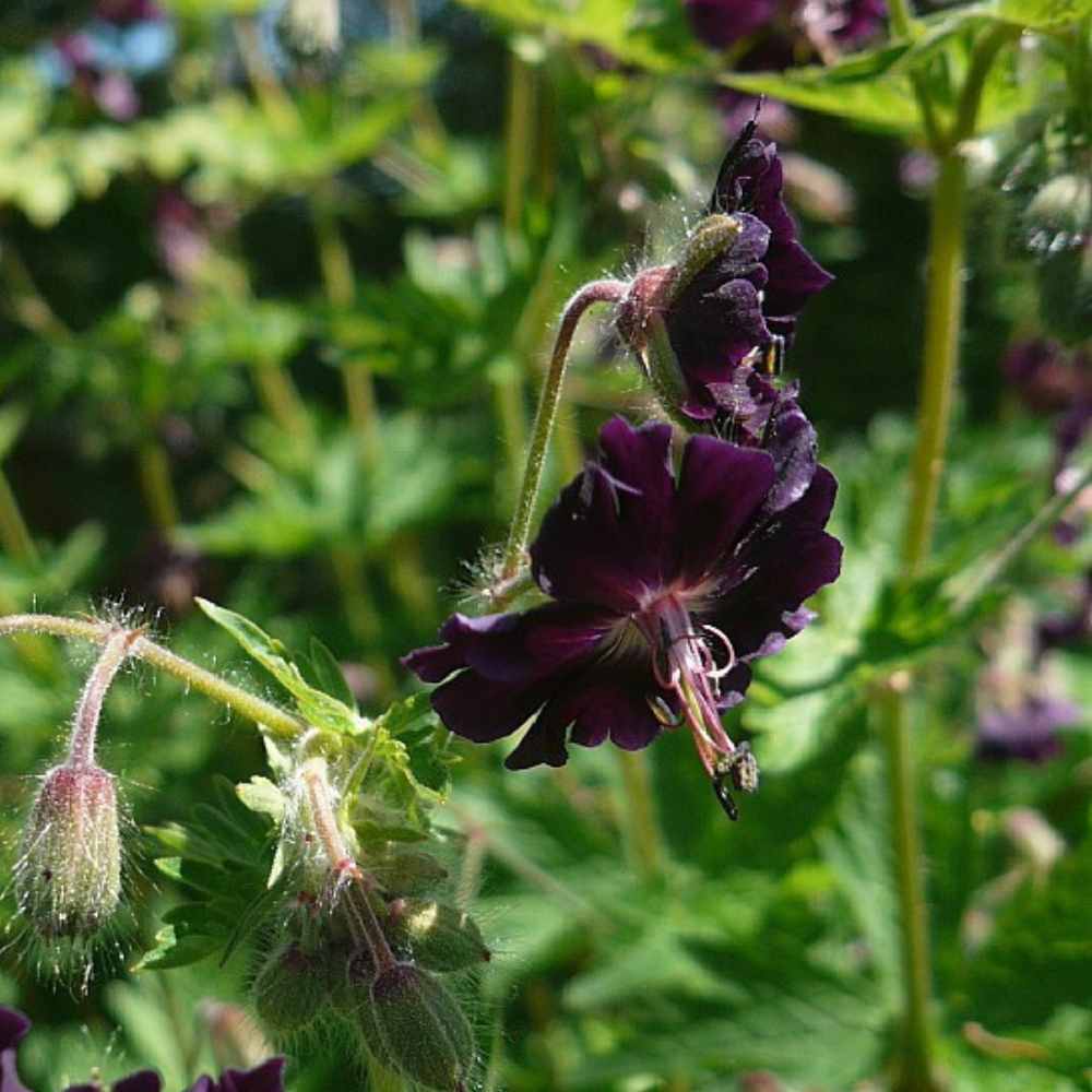 Storkenæb, GERANIUM phaeum  1 L Potte