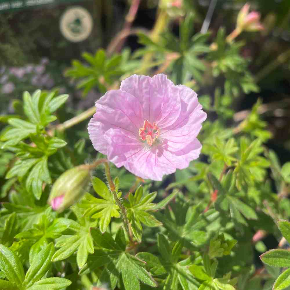 Blodrød storkenæb, GERANIUM sang. ´striatum´ - 10 cm Potte