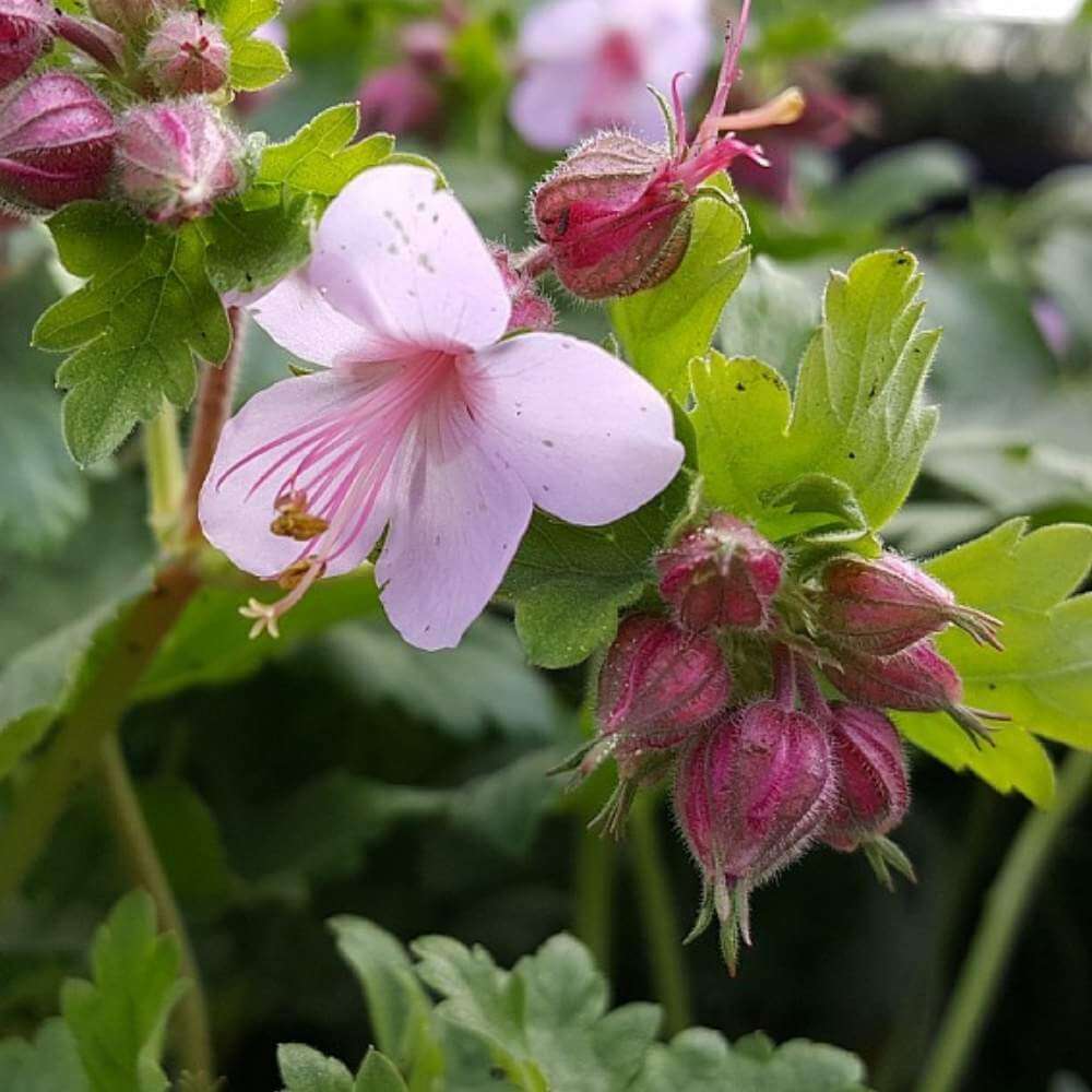 Storkenæb, Geranium macrorrhizum 'Ingwersens Variety' - 10 cm Potte