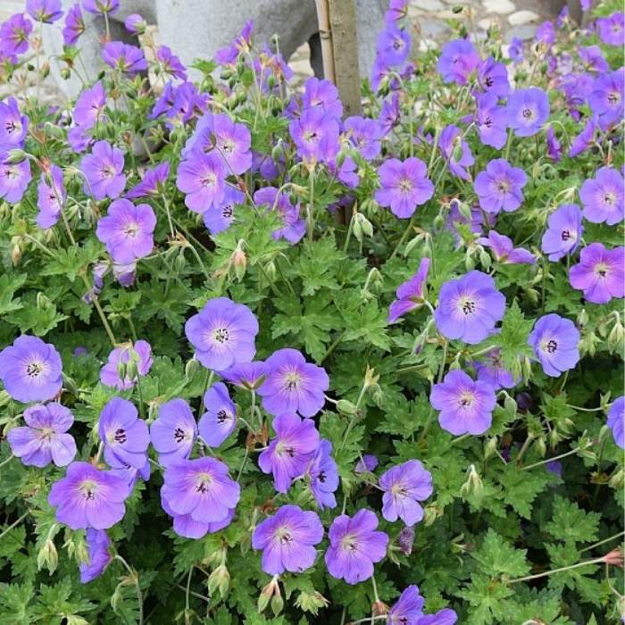 Storkenæb, Geranium 'Rozanne'