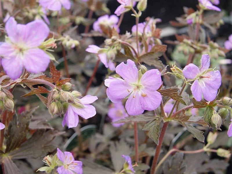 Storkenæb, GERANIUM maculatum Elisabeth Ann, 1 liter potte.