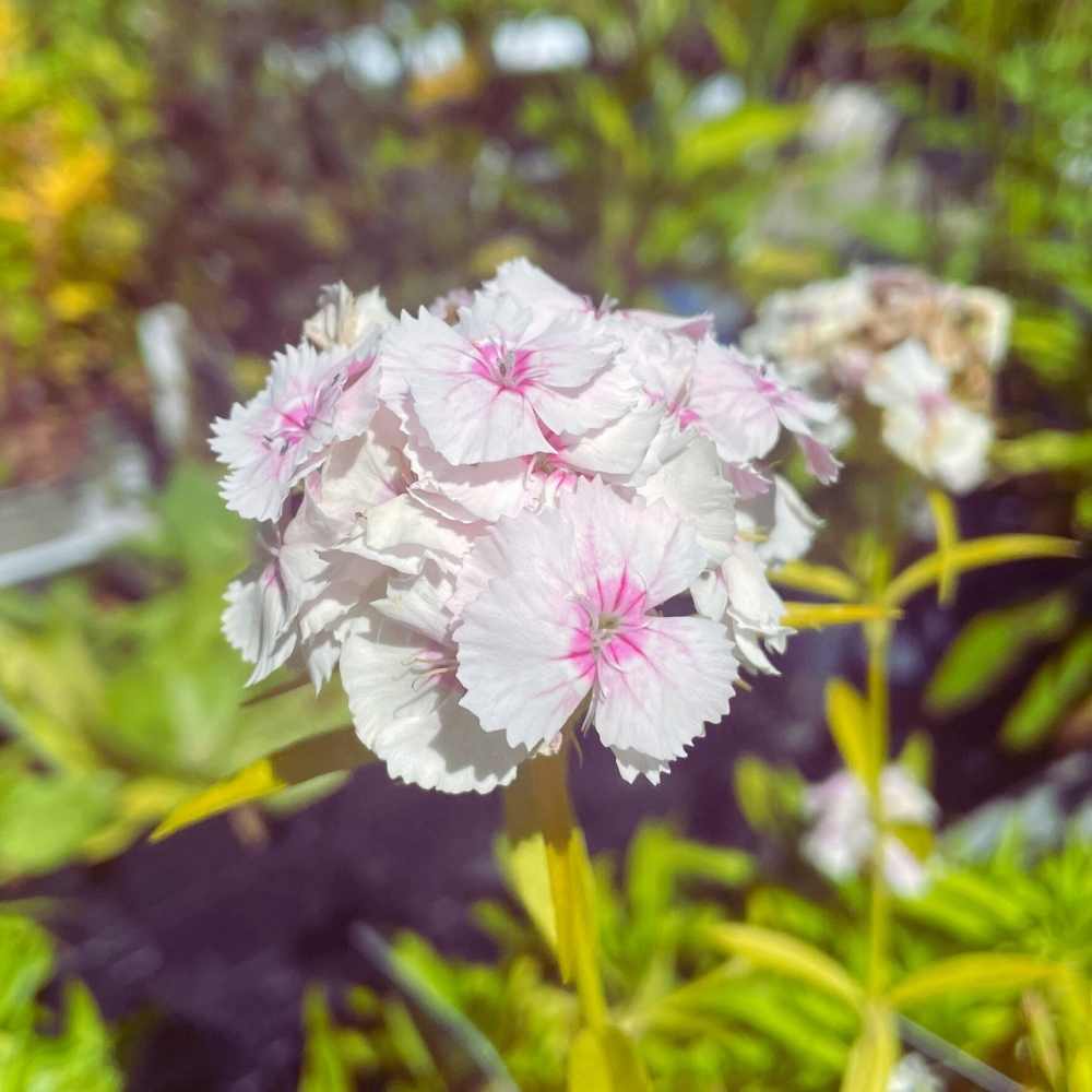 Studenternellike, DIANTHUS ´Indianer Teppich´ i 1 L Potte