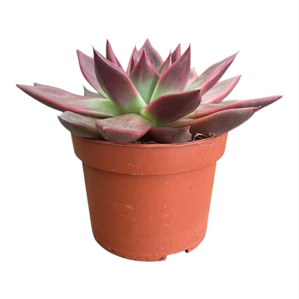 Echeveria i 10,5 cm potte