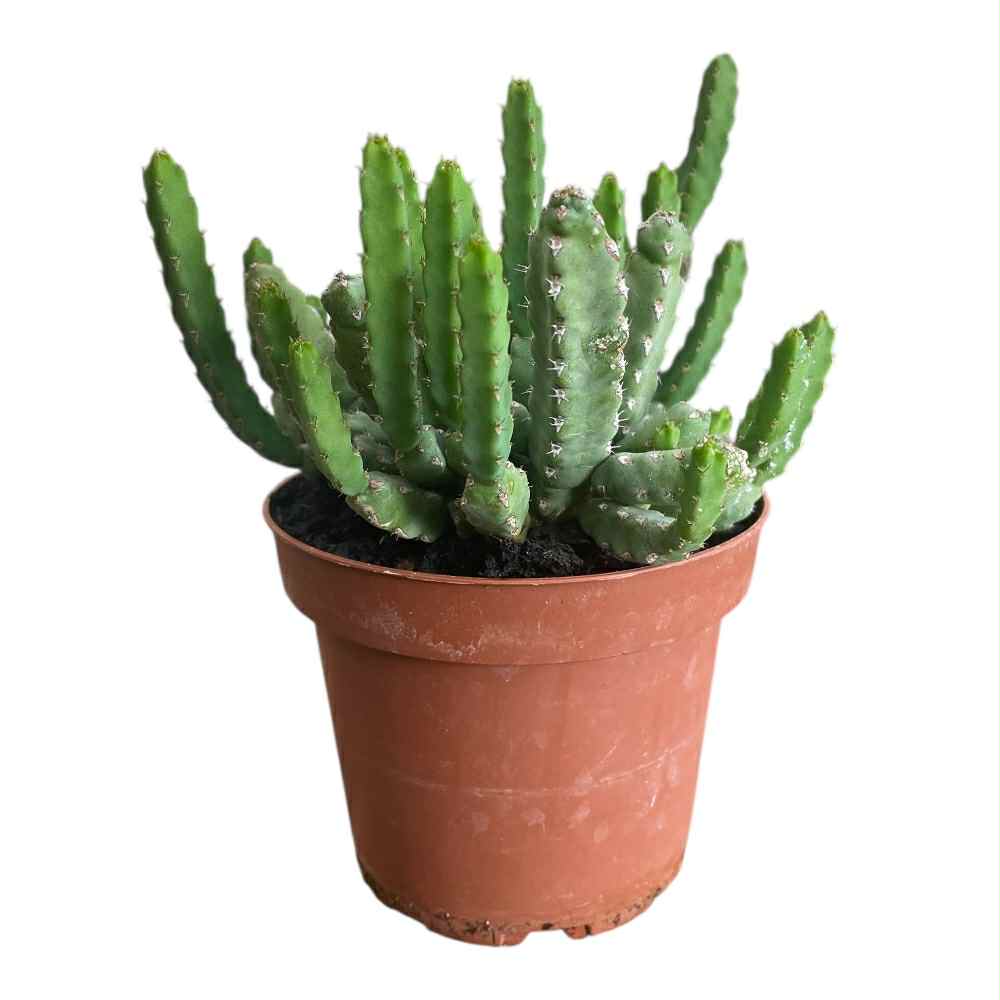 Euphorbia i potte