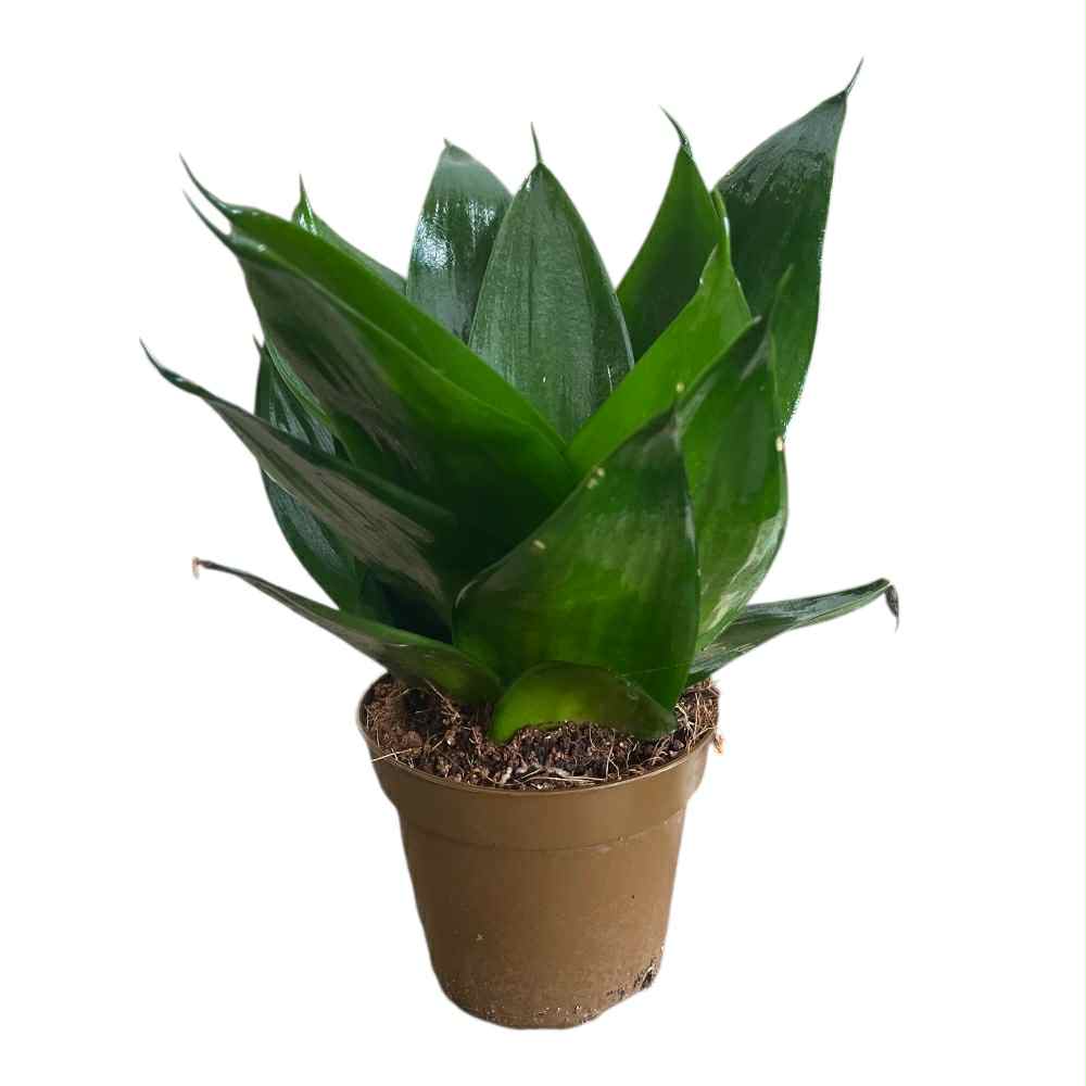 Svigermors skarpe tunge, SANSEVIERIA TR. 'BLACK JADE' i potte