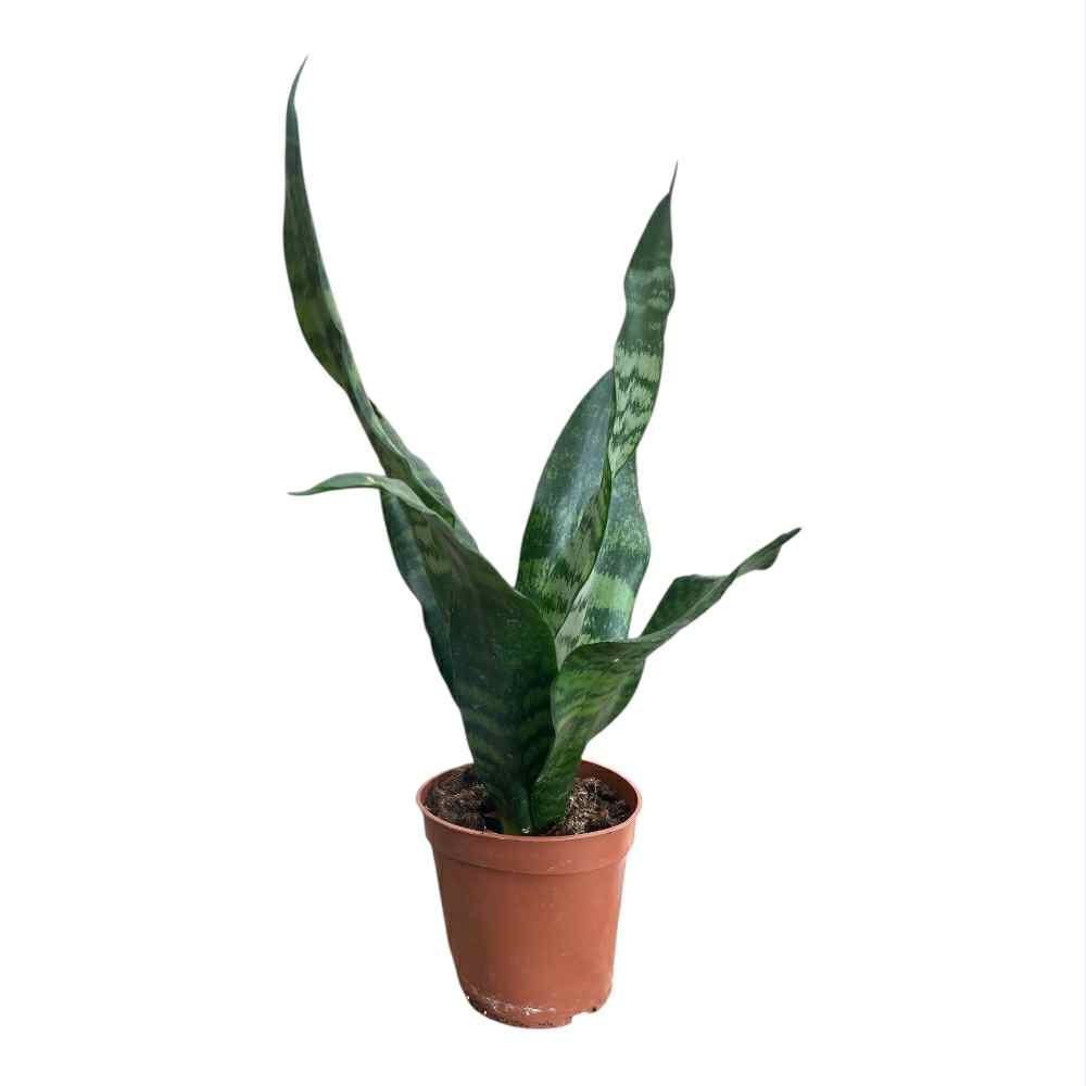 Svigermors skarpe tunge, SANSEVIERIA TRIFASCIATA i potte
