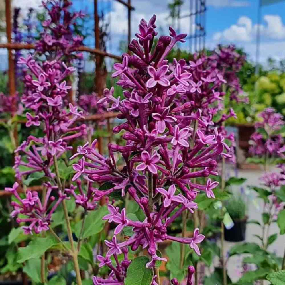 Syren, Syringa Bloomerang® Dark Purple, 5 L potte.