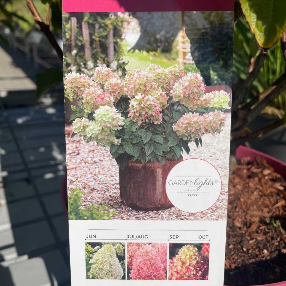 Syrenhortensia Pinklight farveoverblik