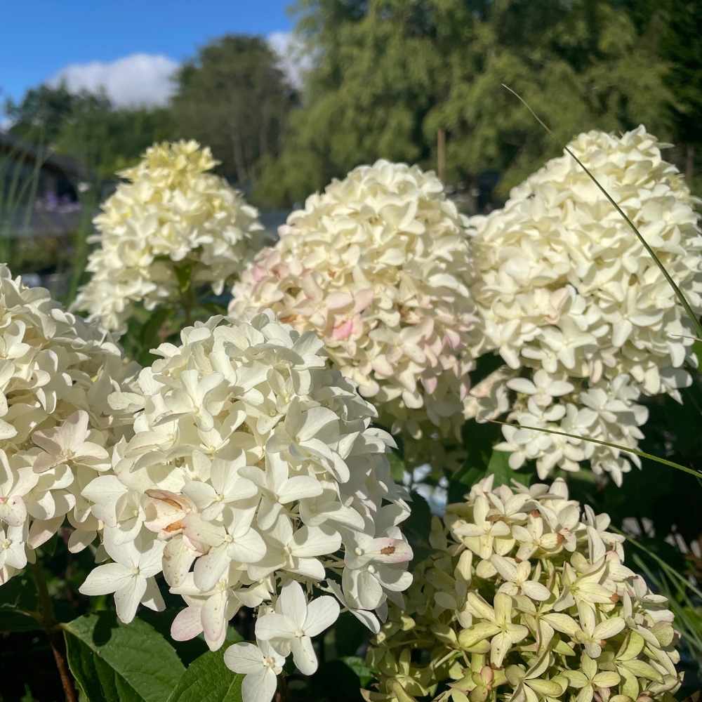 Syrenhortensia Pinklight med hvide blomster på vej over i en lyserød farve