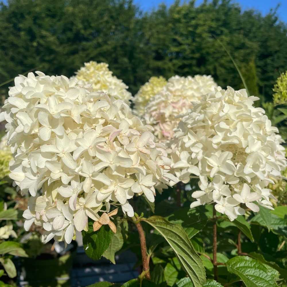 Syrenhortensia Pinklight med hvide blomster