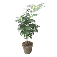 Stueplanter til direkte sol