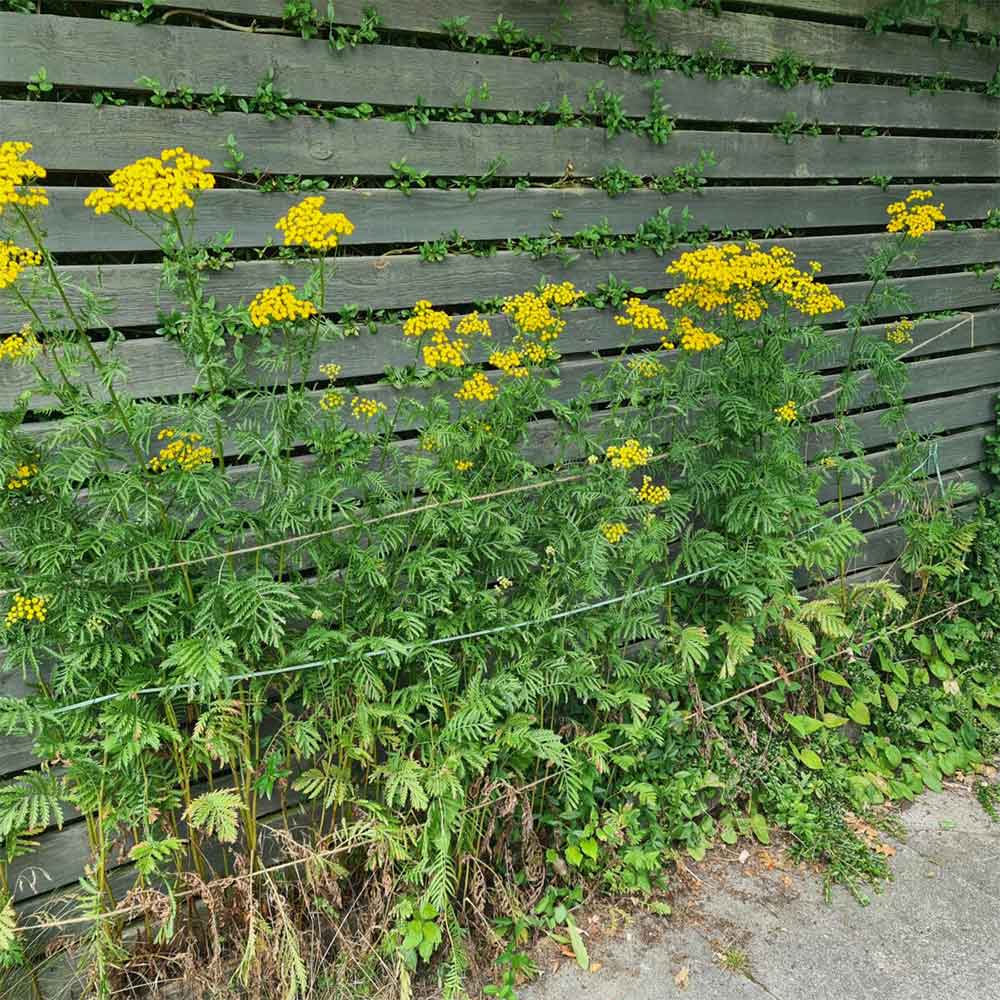 Rejnfan, TANACETUM vulgare - 1l potte