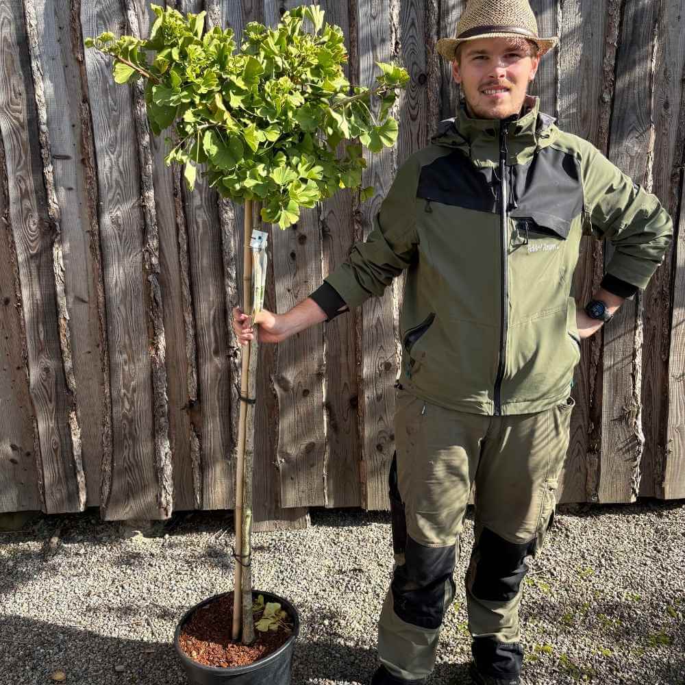 Ginkgo biloba 'Mariken'