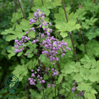 Violfrøstjerne