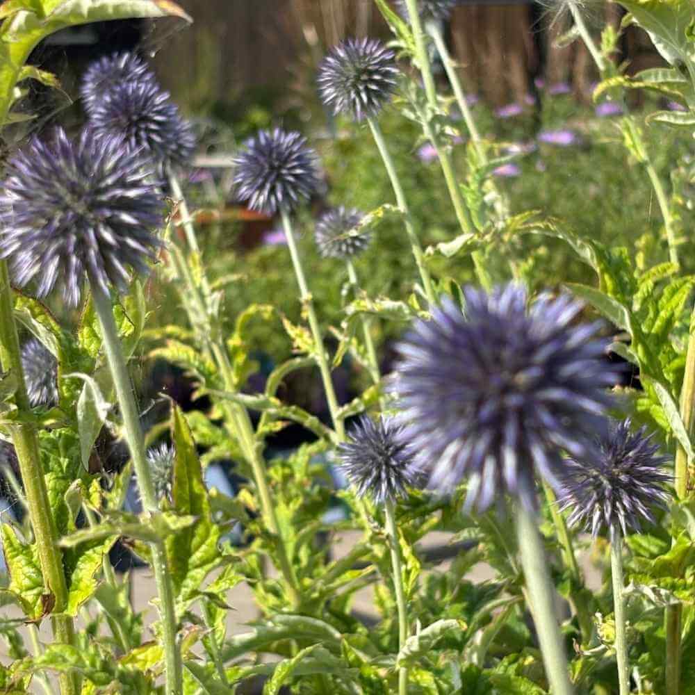 Tidselkugler ´Taplow Blue´ til haven
