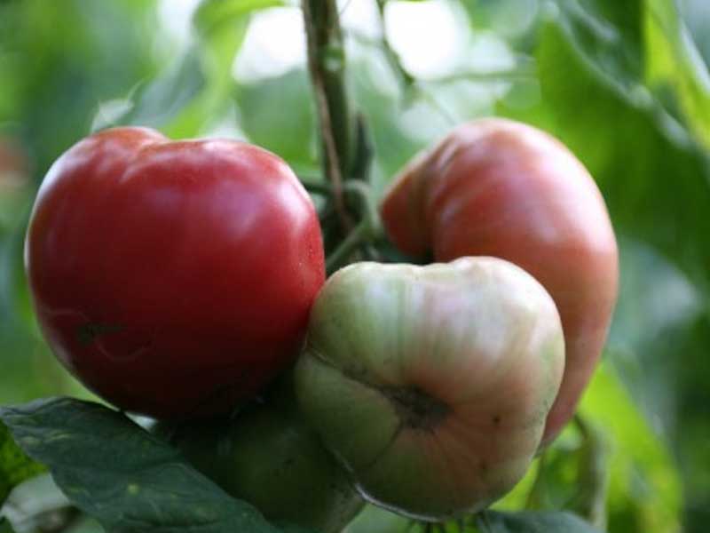 Bøftomatplante Brandywine fra Toftegaard.