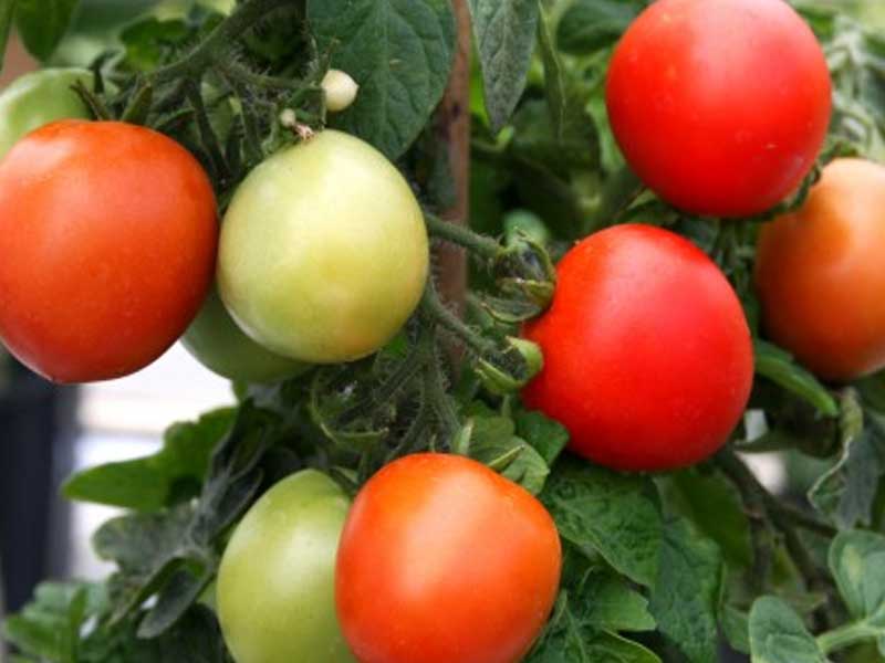 Toftegaard Tomatplante, lille busktomat fra Toftegaard - Bogus Fruchta.