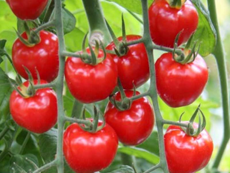 Tomatplante fra Toftegaard, model JordbæRtomat, til drivhus.