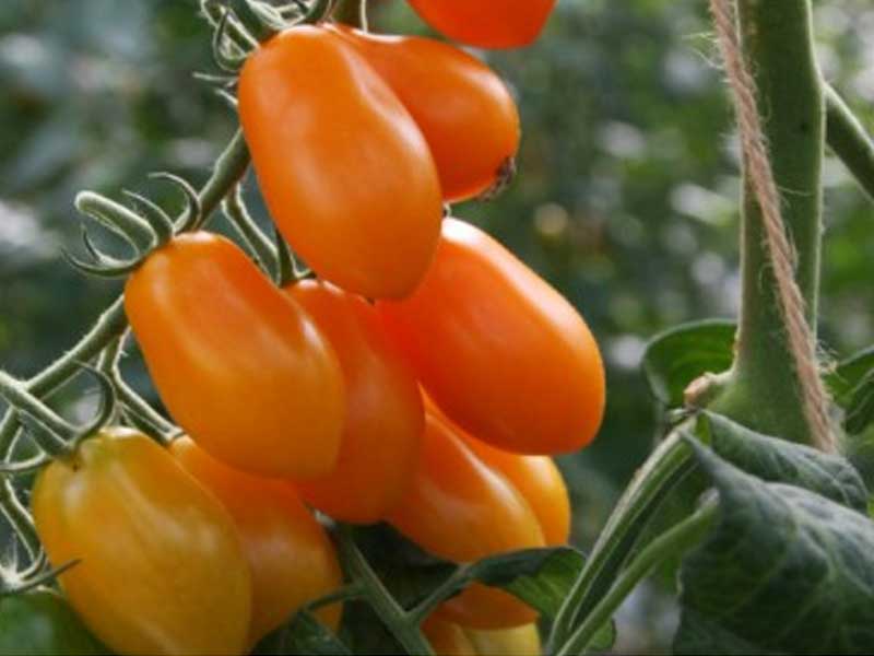 Toftegaard Tomatplante Orange Miniblomme, kompakt plante med små tomater.