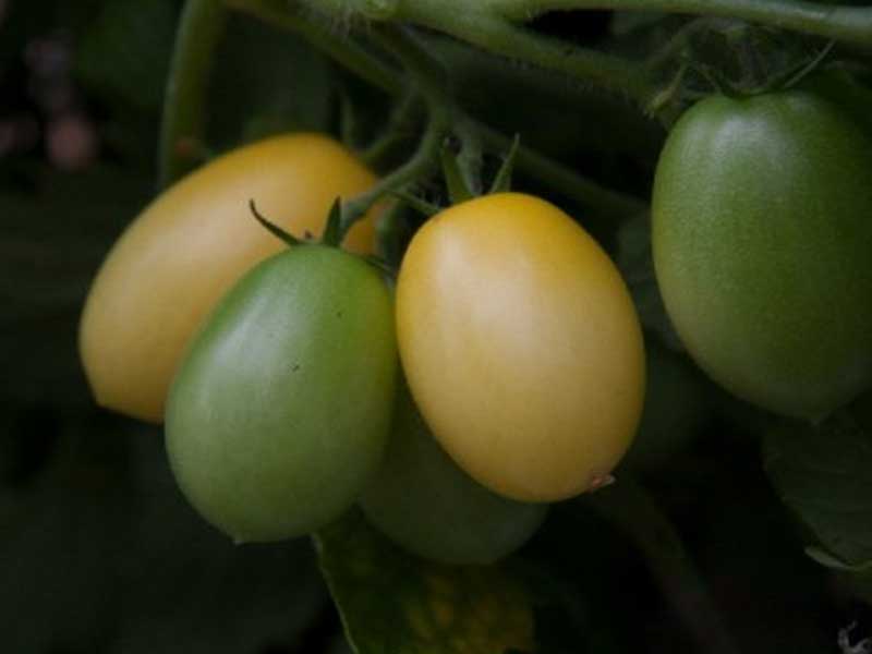 Toftegaard Tomatplante, drivhusplante Peardrops, Busk Gul.