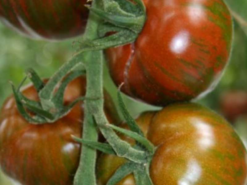 Toftegaard Tomatplante, drivhusplante model Timenta.