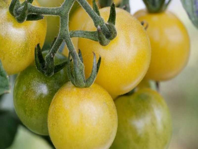 Toftegaard Tomatplante, White Sweet Cherry drivhusplante.