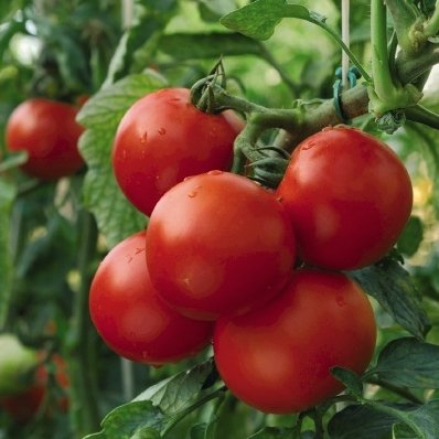 tomatplante Tomat Dansk Export i 11,5 cm potte