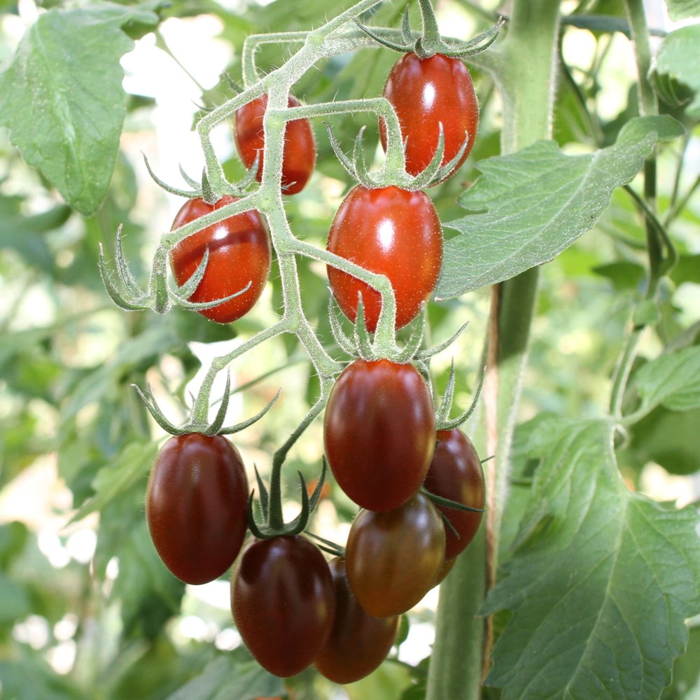 tomatplante: TOMAT BROWN TASTY i 11,5 cm potte