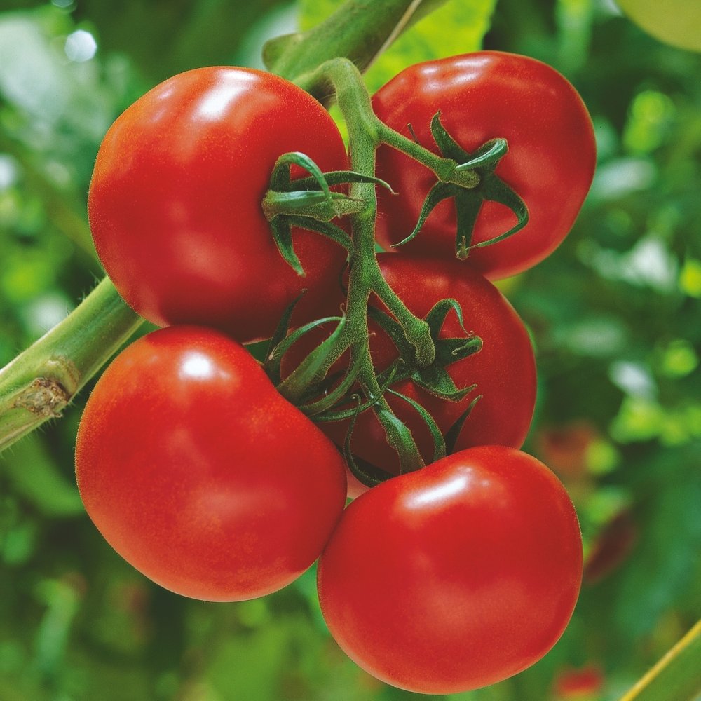 Tomatplante TOMAT SPARTA 11,5 cm potte.