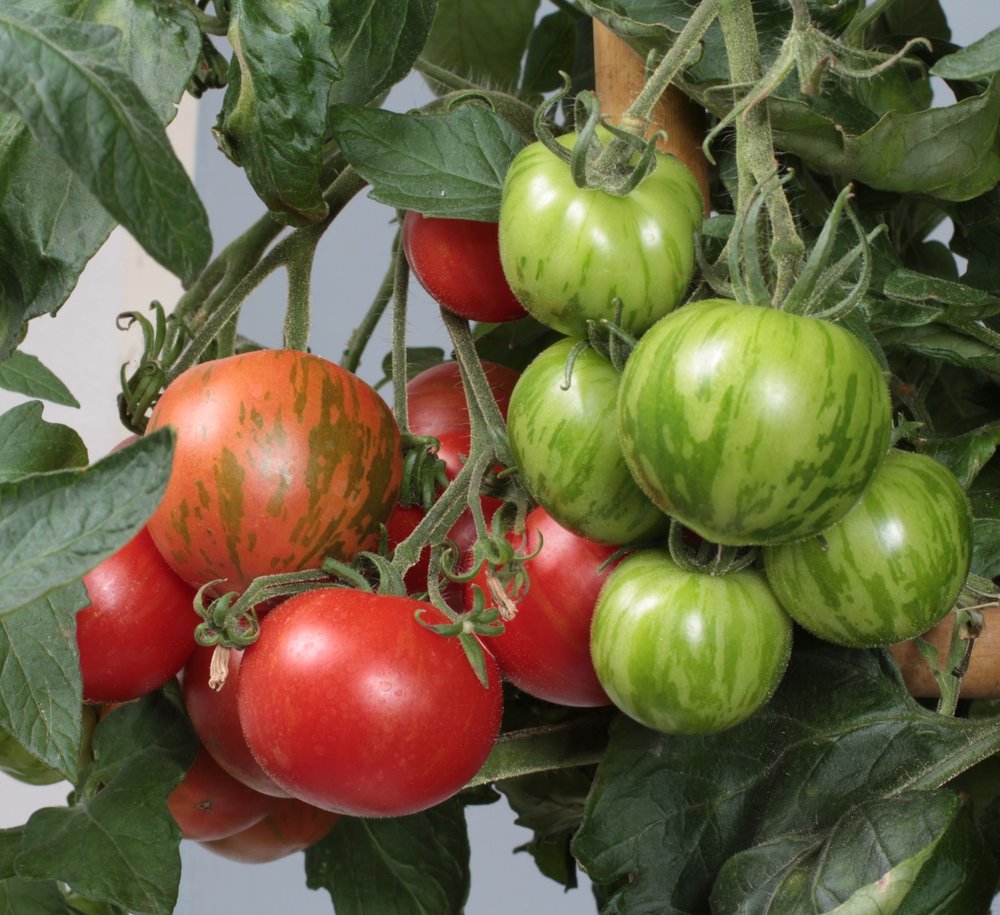 Tomatplante Tomat Tigarella 11,5 cm potte, drivhusplante.