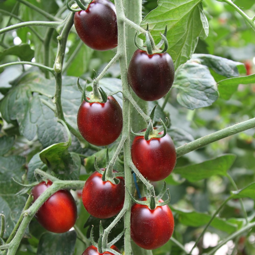 Tomatplante Black Vega i 11,5 cm potte.