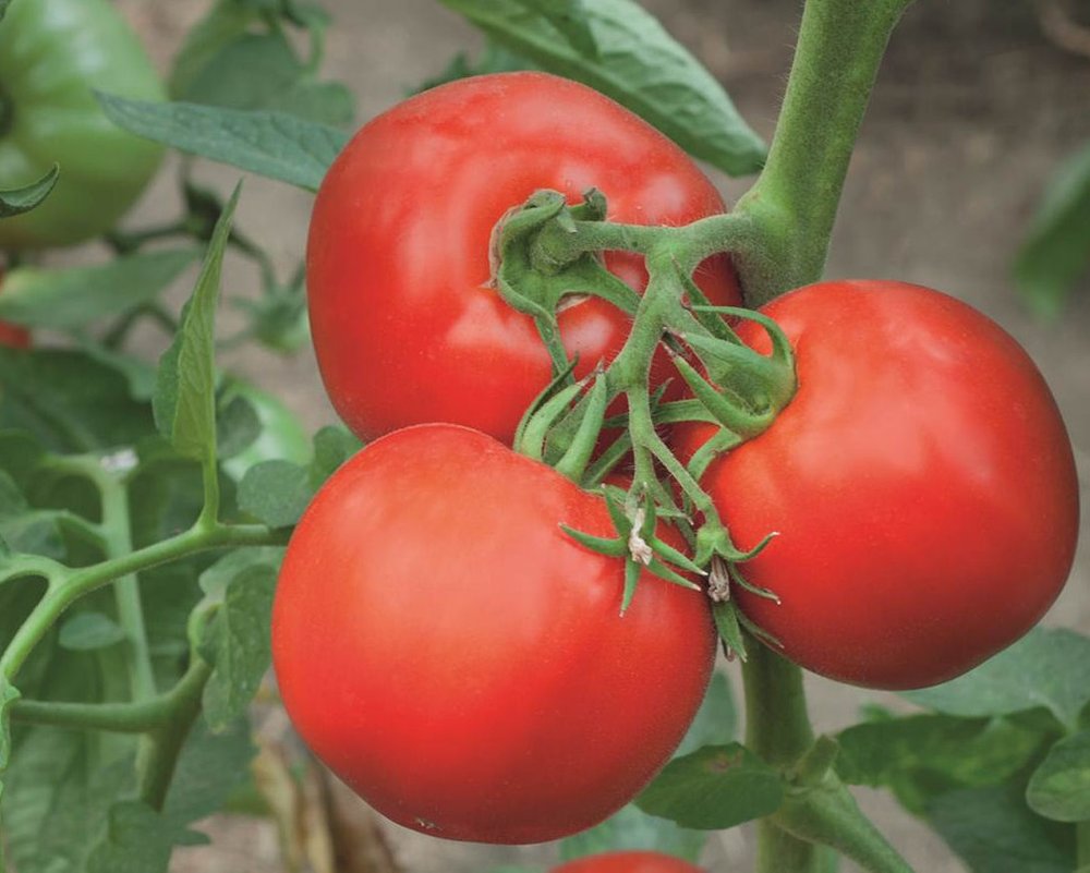 Tomatplante Gemini 11,5 cm i potte.