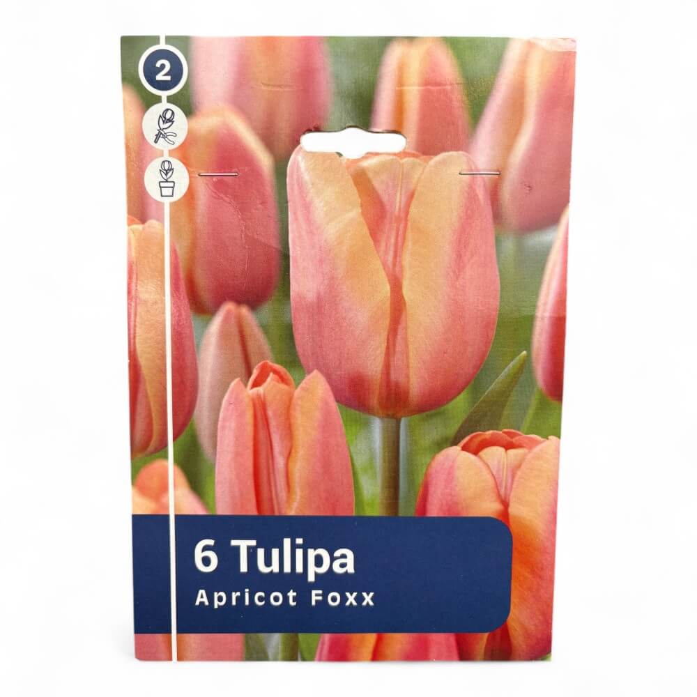 Tulipan, TULIPA TRIUMPH Apricot Foxx 11/12