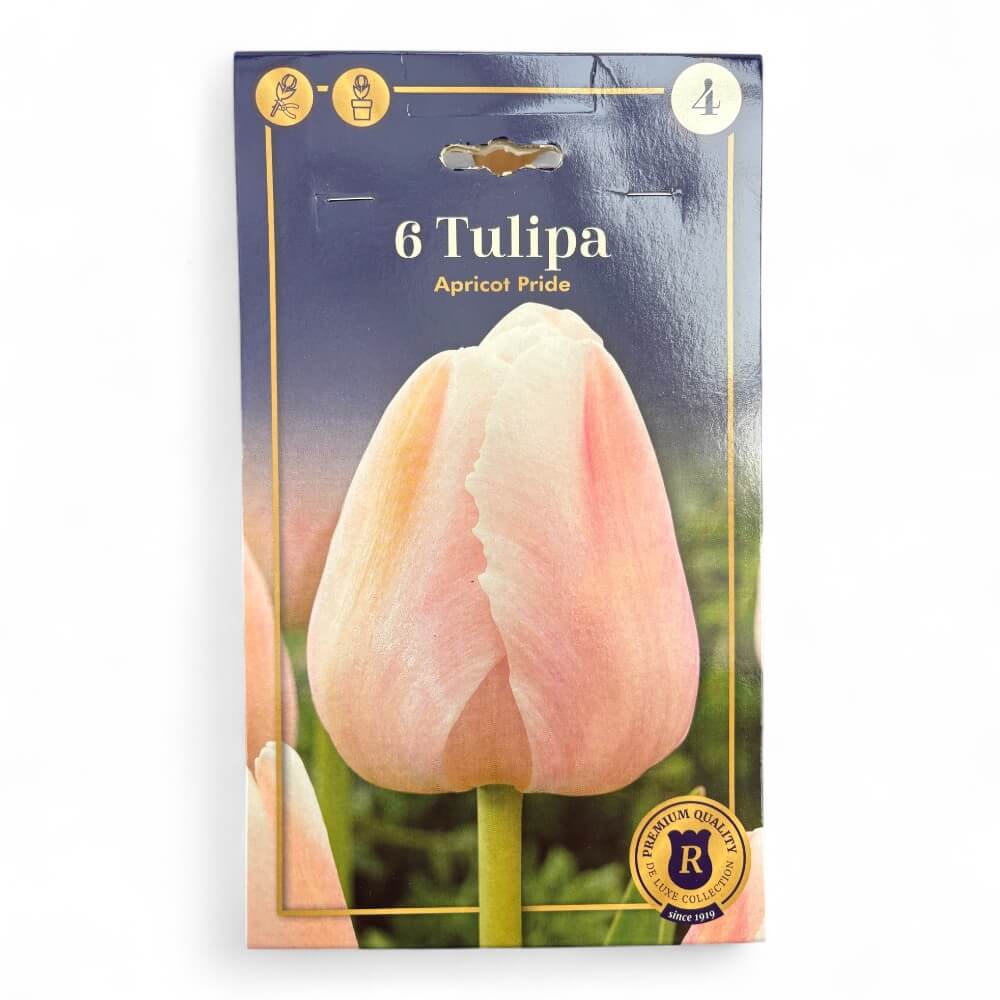 Tulipanløg, Tulipa Darwin Hybrid Apricot Pride 12/+