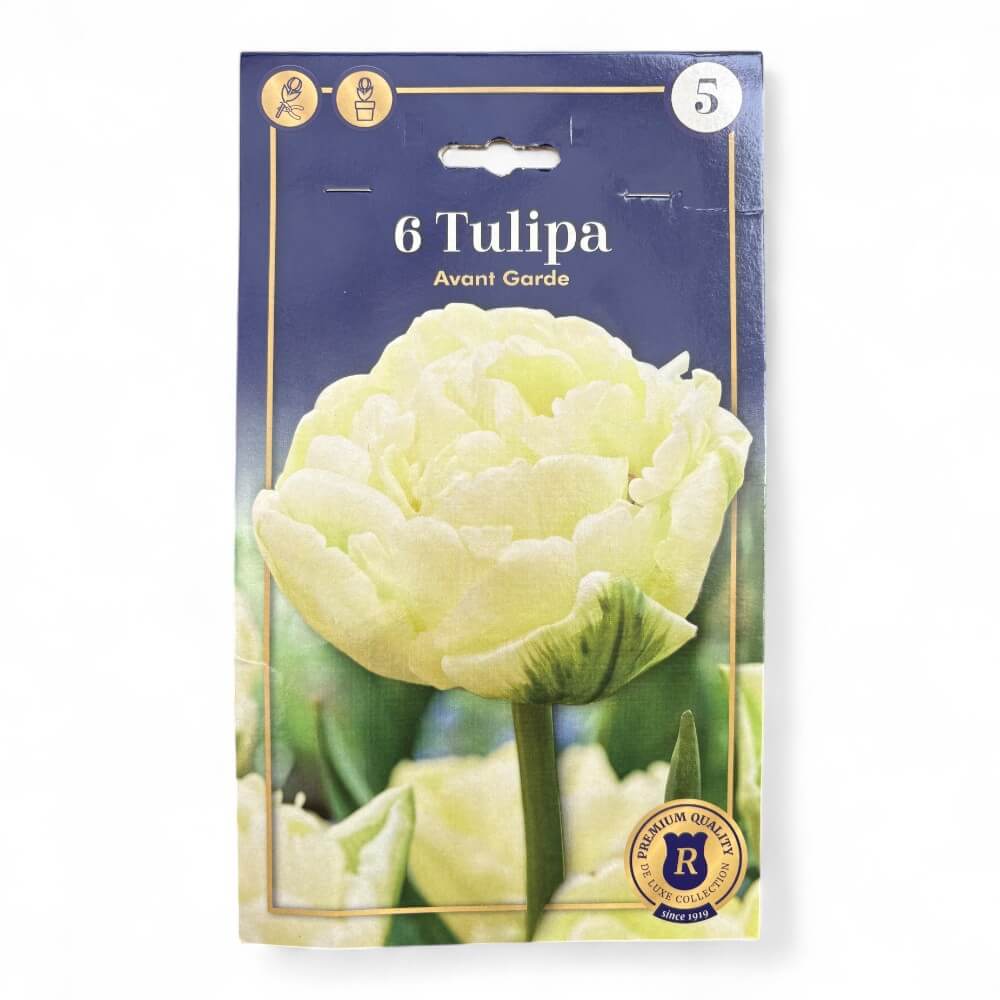 tulipan, Tulipa Avantgarde