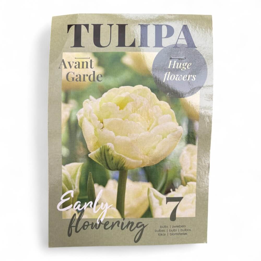 Tulipan 'Avantgarde'