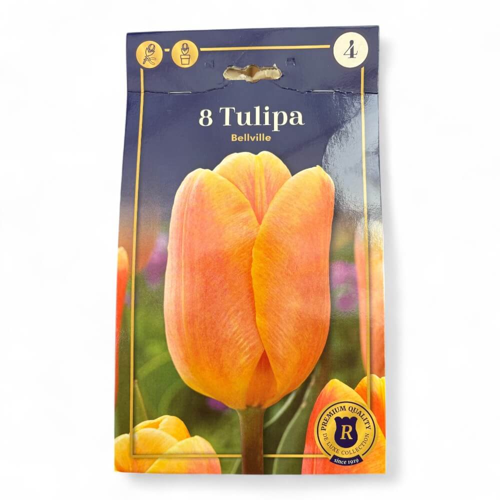 Tulipan, TULIPA TRIUMPH Bellville 12/+
