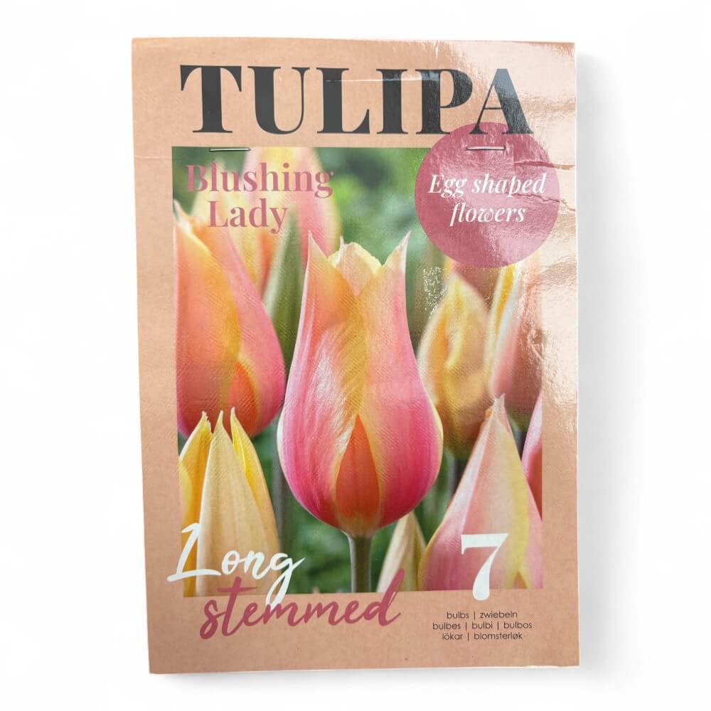 Tulipan, TULIPA BLUSHING LADY