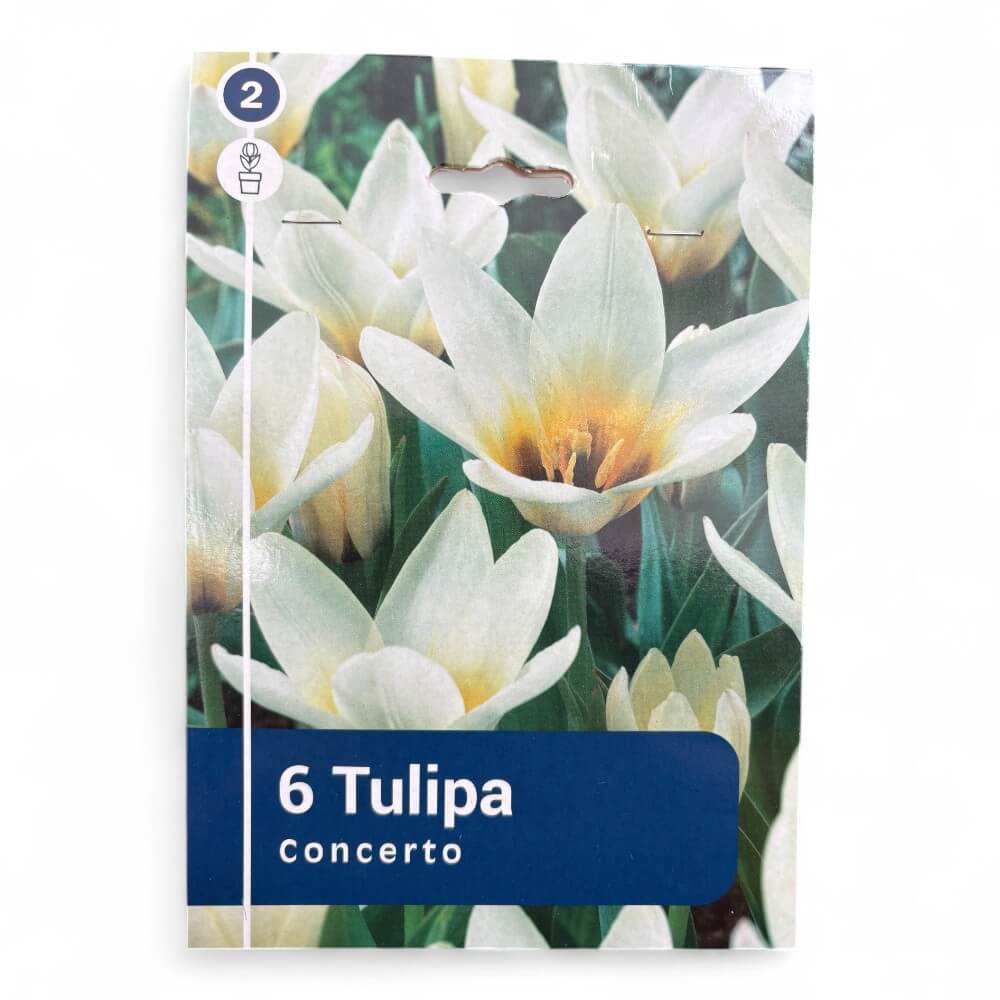 Tulipan, TULIPA GREIGII/KAUFMANNIANA Concerto 11/12