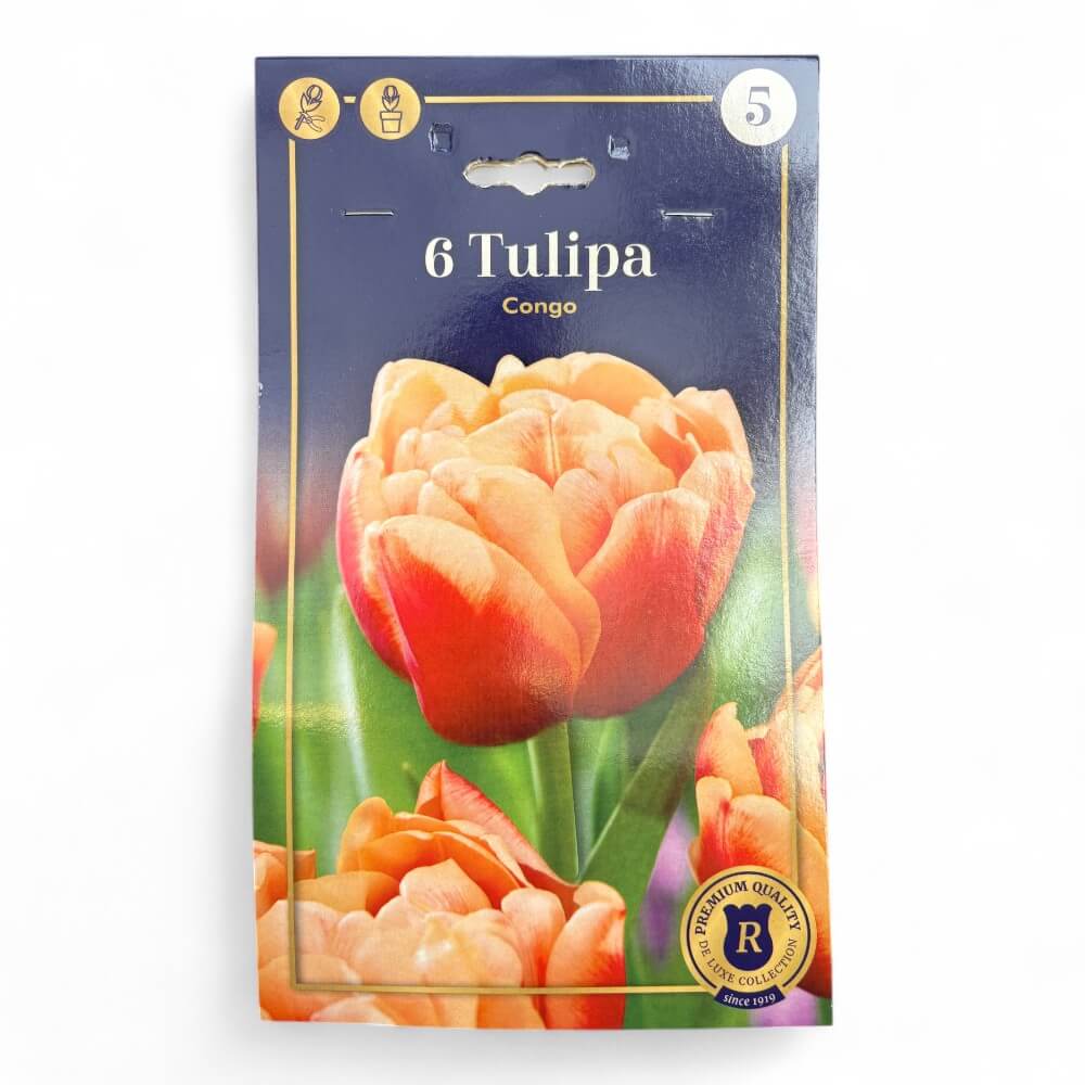 Tulipan Congo