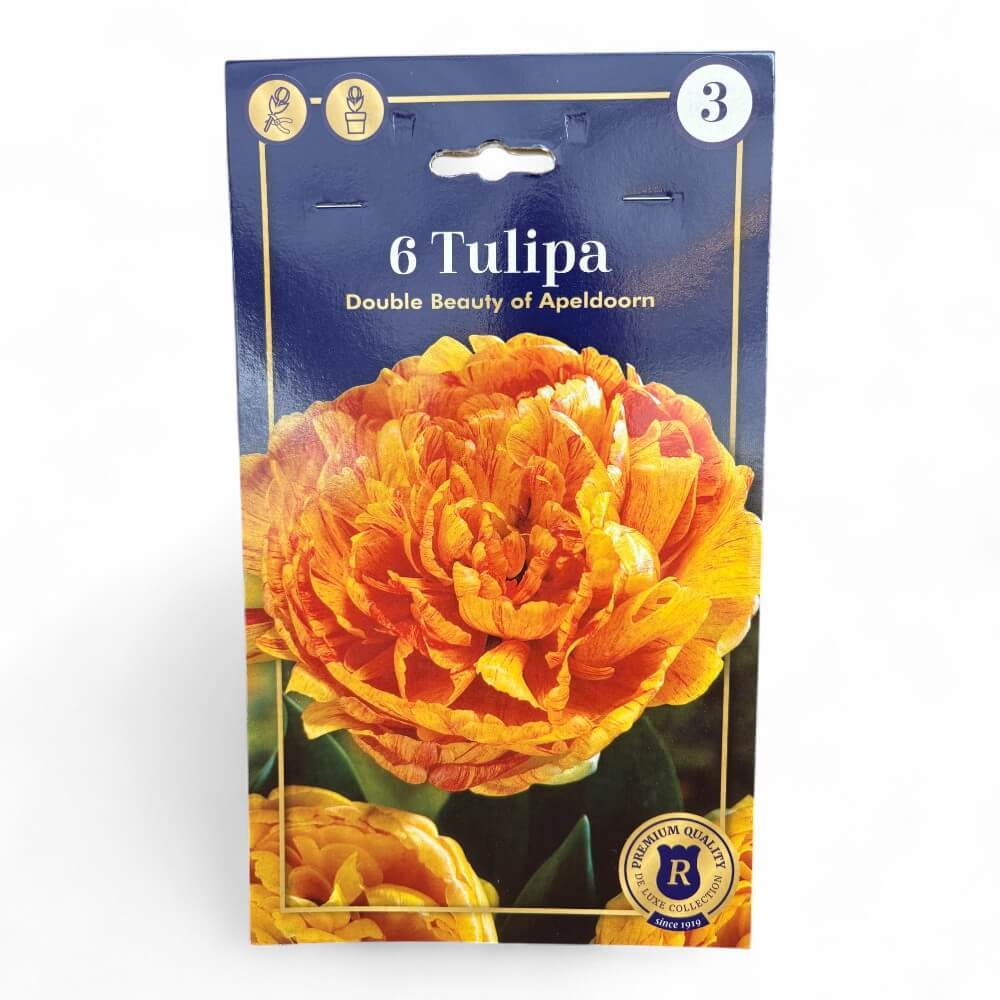 Tulipan, TULIPA DOUBLE EARLY Double Beauty of Apeldoorn 12/+