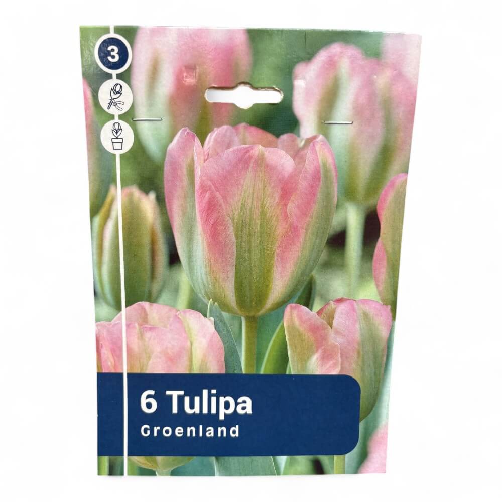 Tulipan, TULIPA VIRIDIFLORA Groenland 11/12