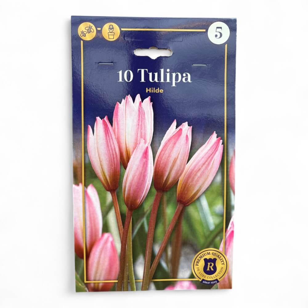 Tulipanløg, Tulipa Botanic Hilde 6/+