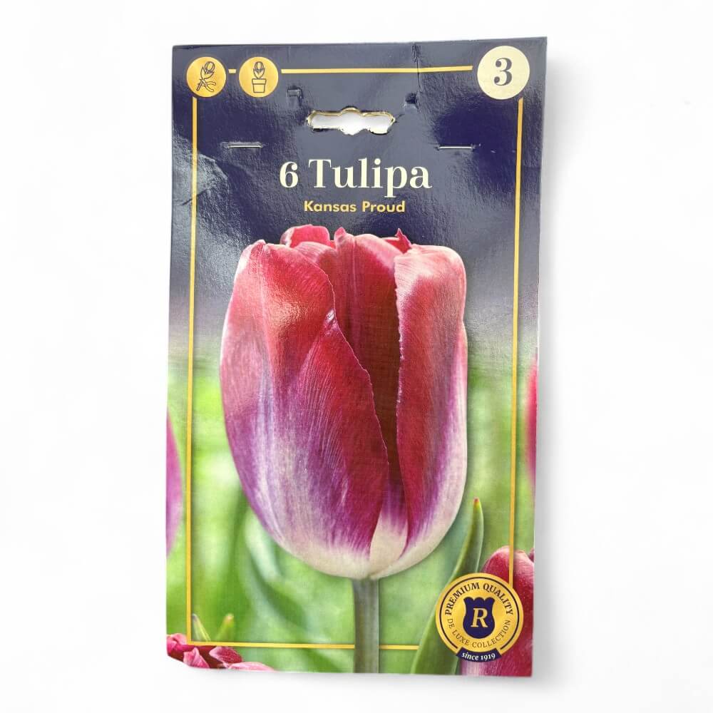 Tulipan, TULIPA TRIUMPH Kansas Proud 12/+