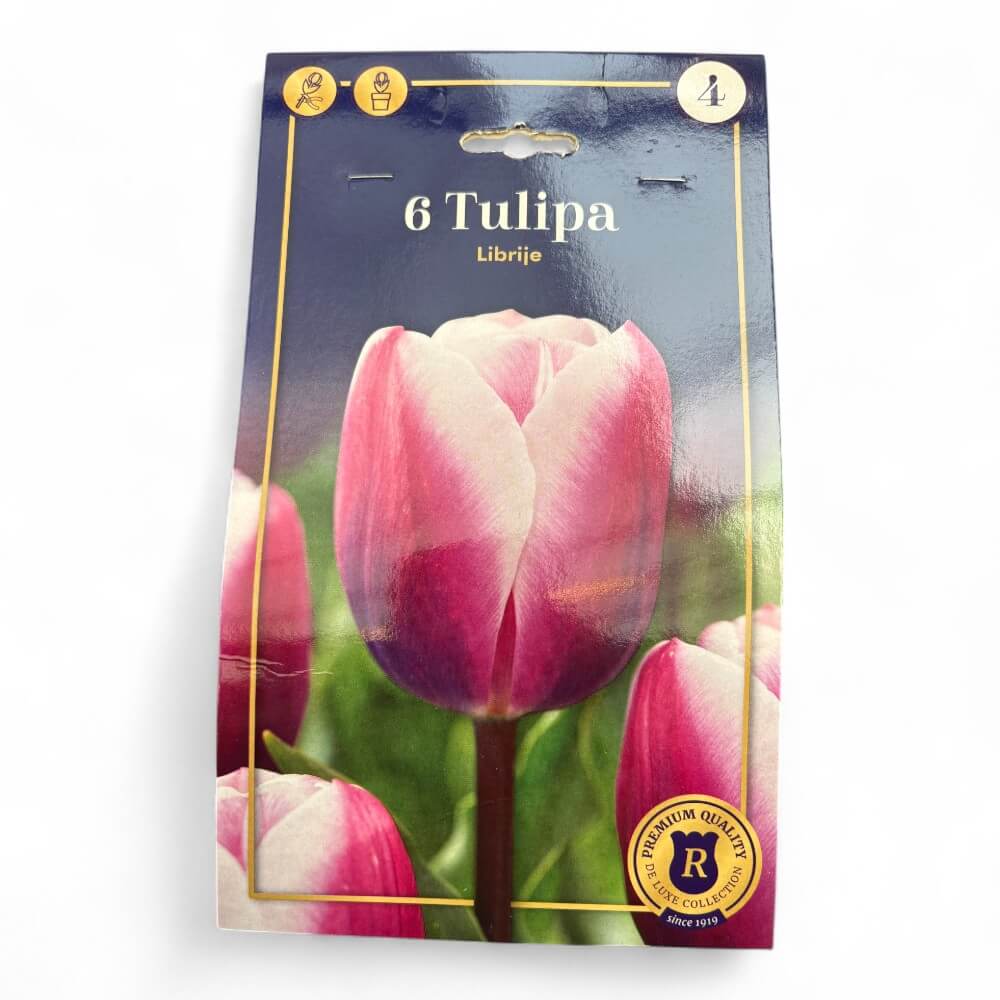 Tulipan 'Librije'