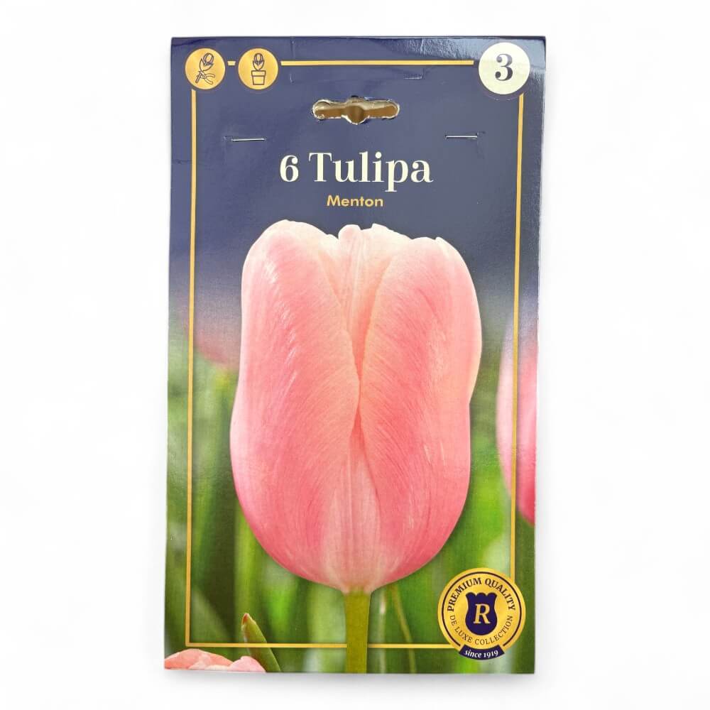 Tulipan, TULIPA Menton 12/+