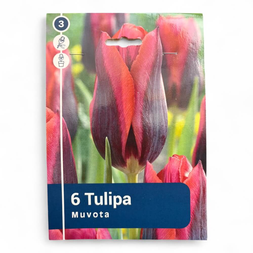 Tulipan, TULIPA TRIUMPH Muvota / Slawa 11/12