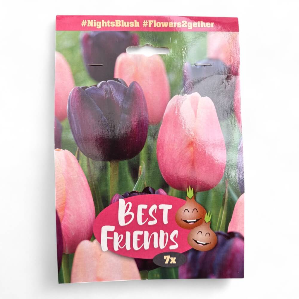 Tulipan mix - Best Friends Night's Blush